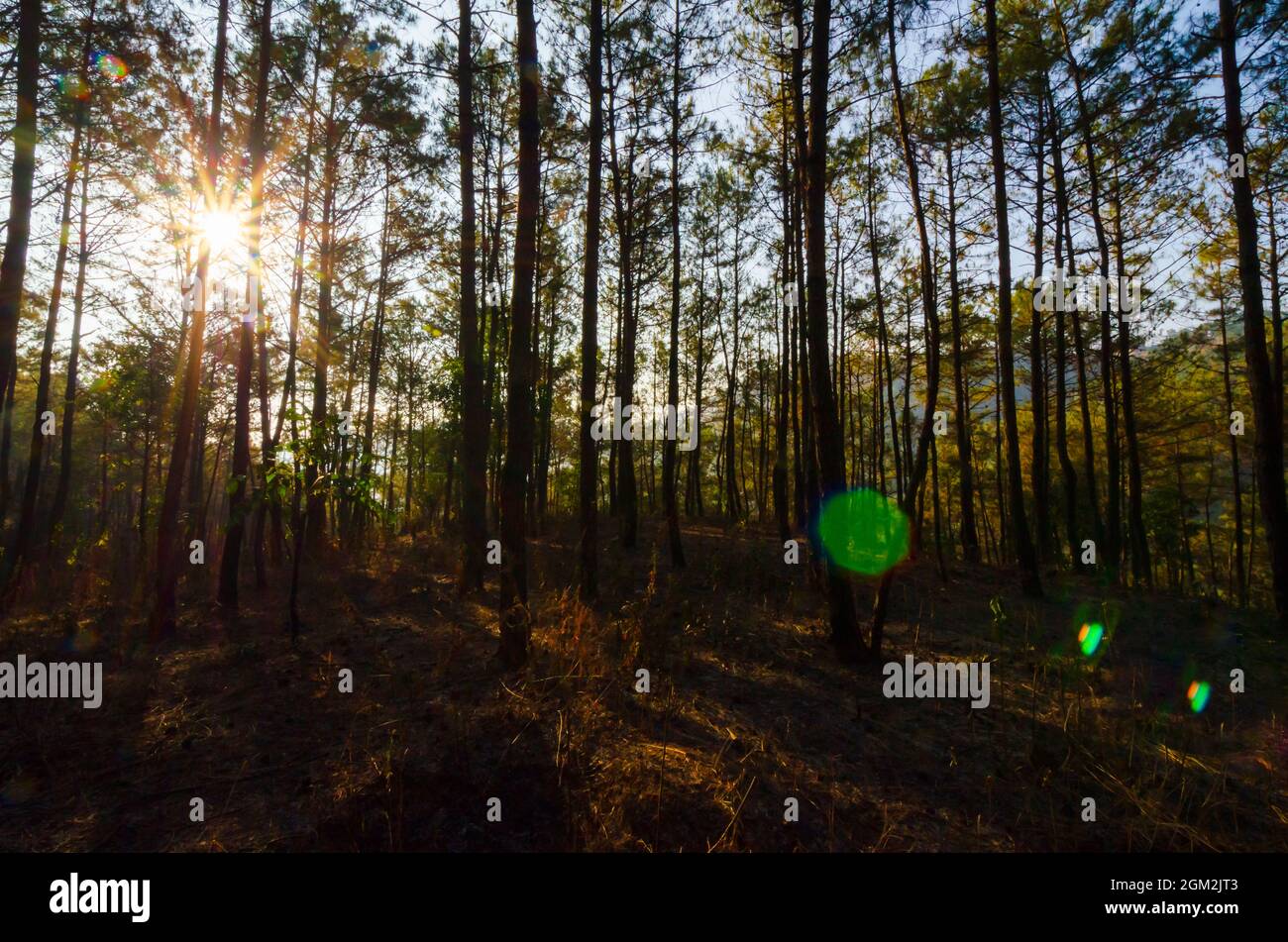 L'obiettivo si sfara scattare al sole. La luce del sole filtra attraverso i pini nella foresta riservata di Itshyrwat a Shillong, Meghalaya, India. Foto Stock