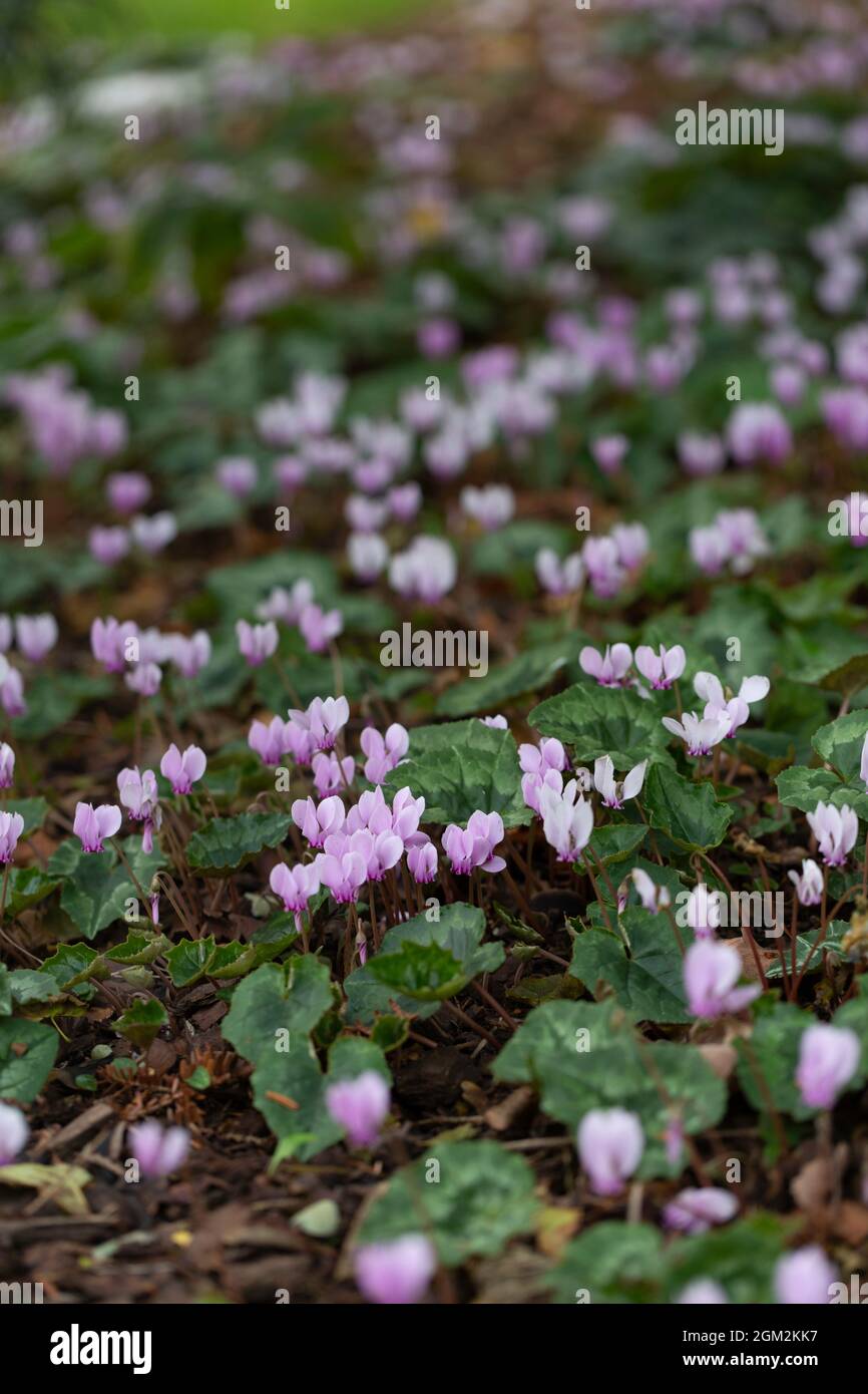 Ciclamino rosa pallido fiorito nel mese di ottobre Foto Stock