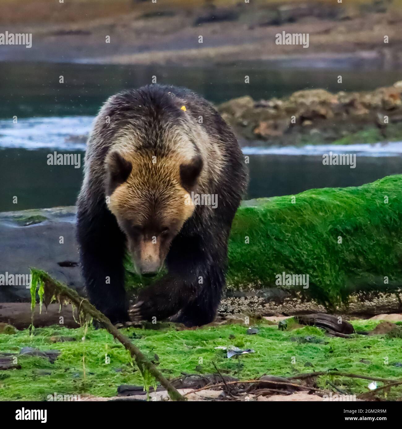 Grizzly scavando per vongole su una barra di sabbia erbosa nella Kutzmeyteen Inlet nella British Columbia. Foto Stock