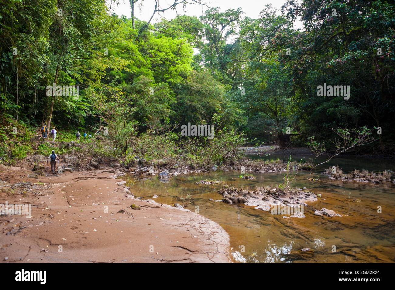 Gli escursionisti stanno seguendo un fiume attraverso la foresta pluviale lungo il vecchio e sovrascresciuto Camino Real Trail, Repubblica di Panama, America Centrale. Foto Stock