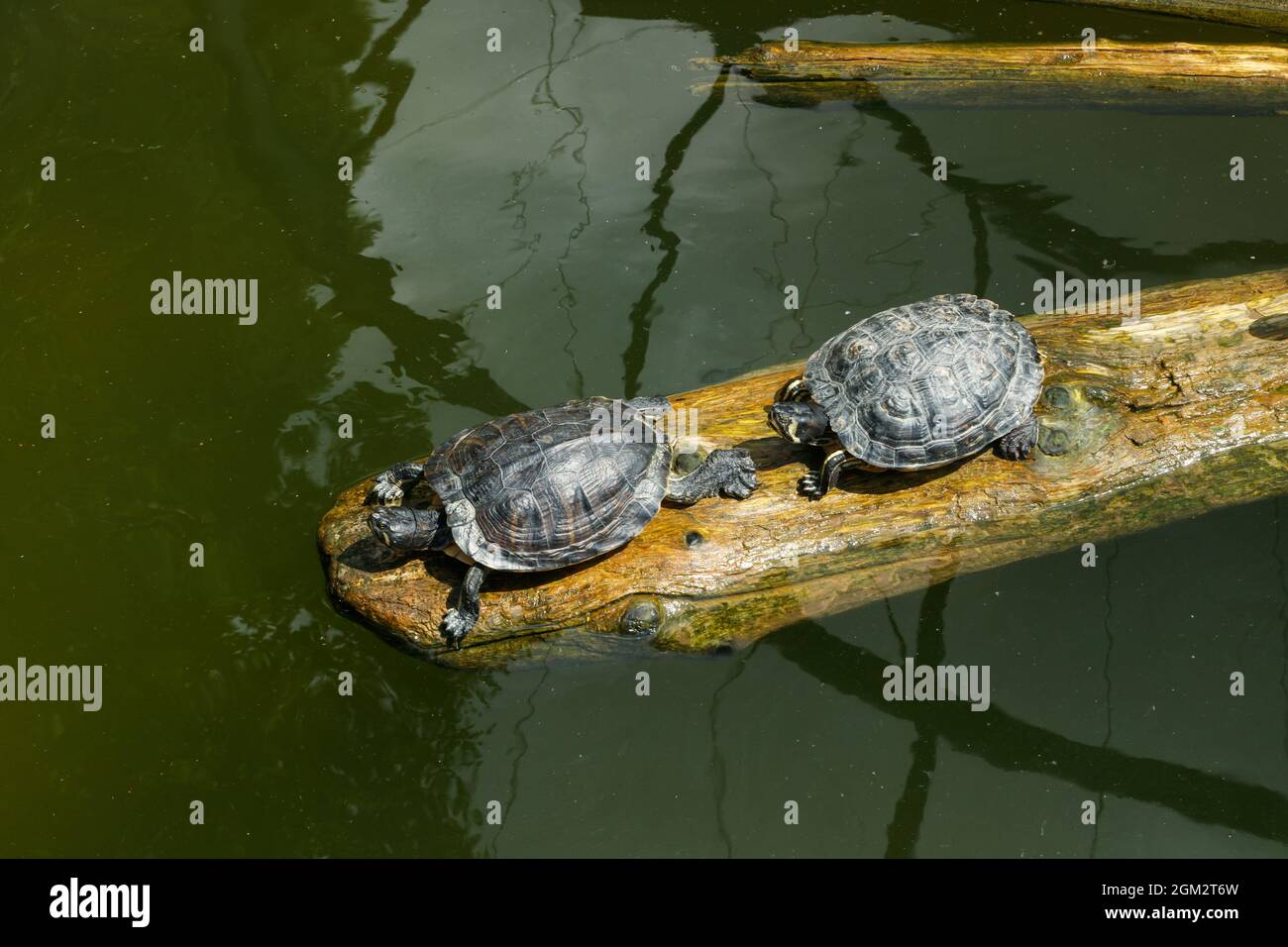 Tartarughe dipinte galleggianti su un ceppo nel laghetto. Foto Stock