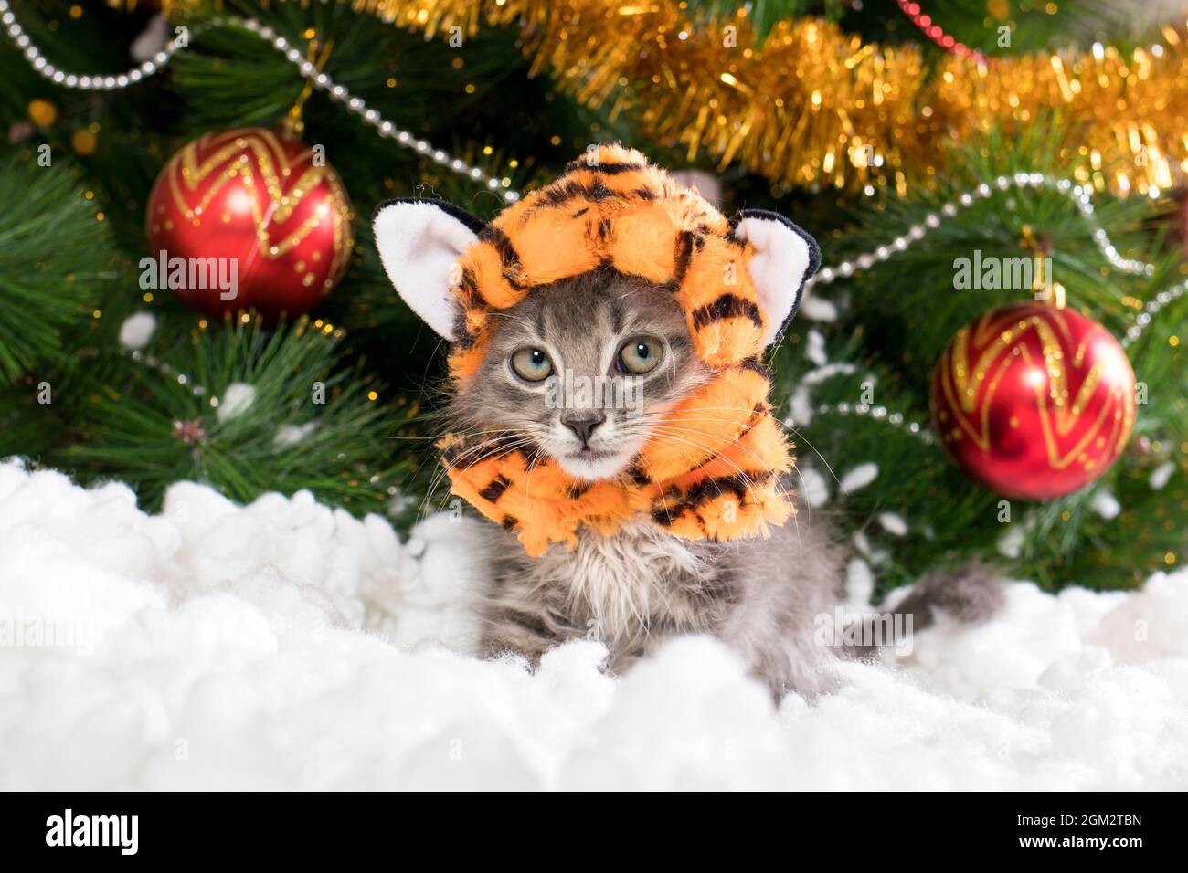 Un gattino in un costume da tigre si prepara per Natale e Capodanno. Foto Stock