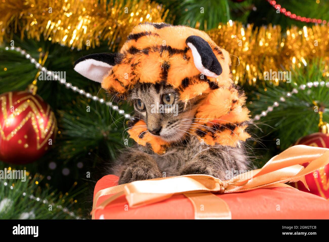 Un gattino in un costume da tigre si siede vicino ad un albero di Natale e guarda verso il basso. Foto Stock