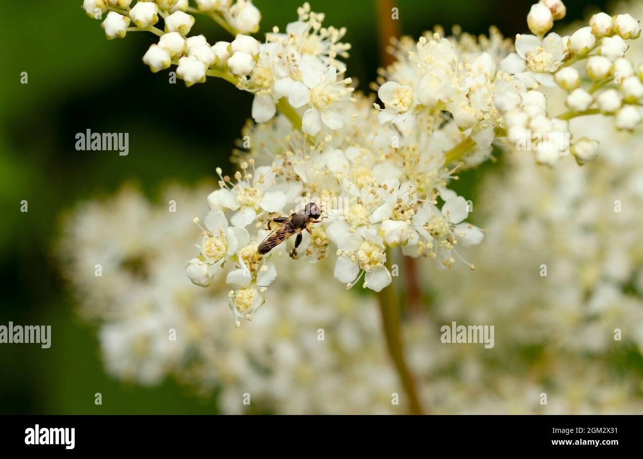 Il fiore maschile distintivo o Melanostoma Hoverfly ha un addome sottile e tre paia di macchie gialle. Sono comuni e precederanno il volo piccolo Foto Stock