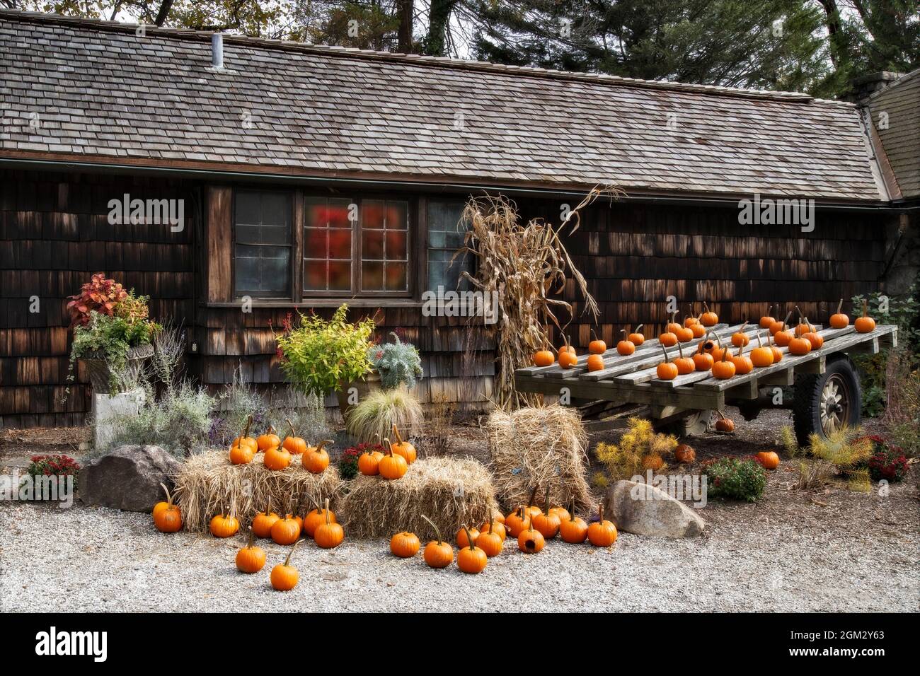 Zucche e riflessi caduta - un sacco di zucche adornano il lato di una casa con finestre che riflettono i colori dell'autunno e decorazioni. Visto anche Foto Stock