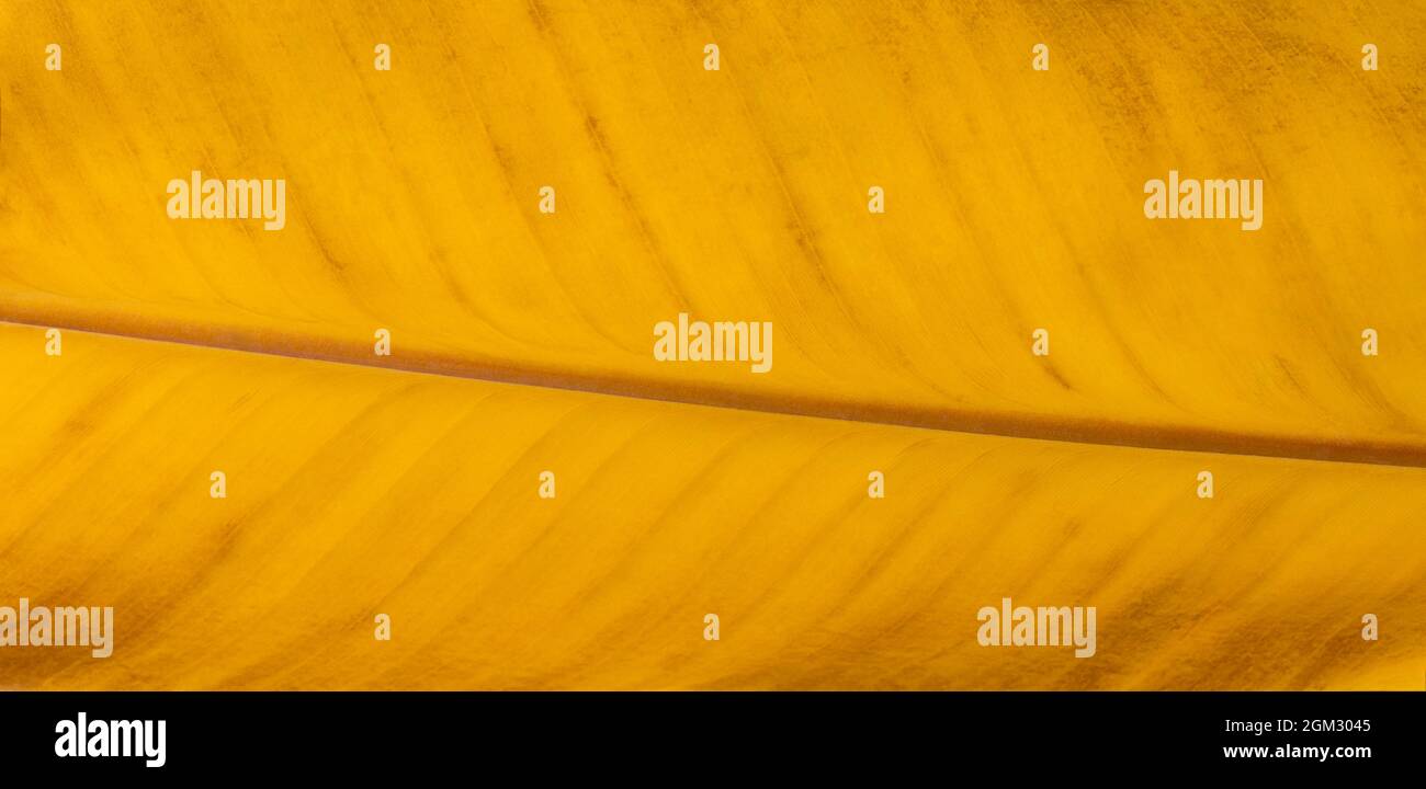 closeup giallo brillante foglia, texture sfondo, sfondo sfondo per la grafica Foto Stock