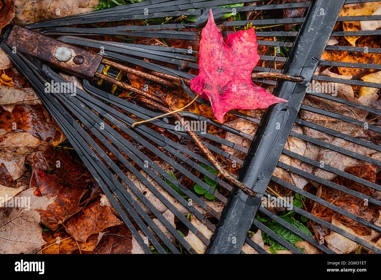 Autumn Yard Work - Una sola foglia di acero rosso si siede su un rastrello arrugginito con foglie bagnate cadute di Autmn sotto. Questa immagine è disponibile anche a colori Foto Stock