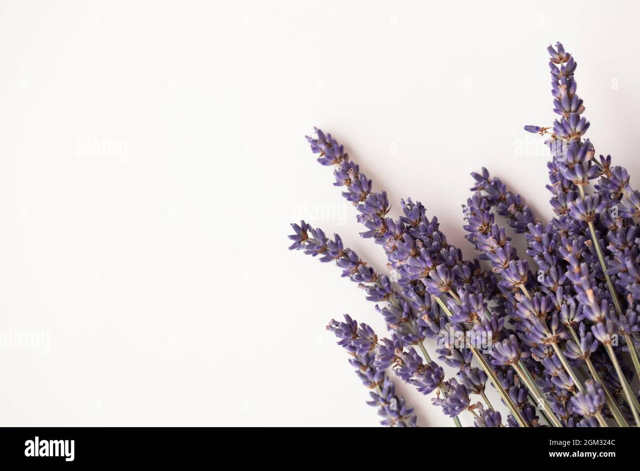 Fiori di lavanda viola appassita su un fondo bianco semplice Foto Stock