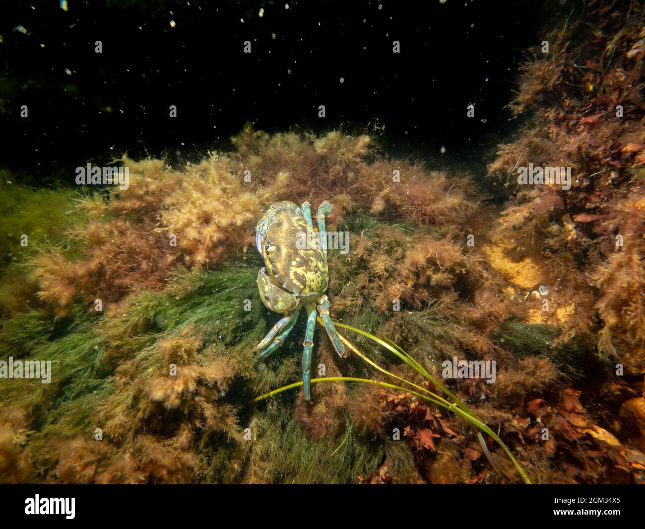 Un granchio tra alghe e pietre. Immagine dal suono, tra Svezia e Danimarca Foto Stock