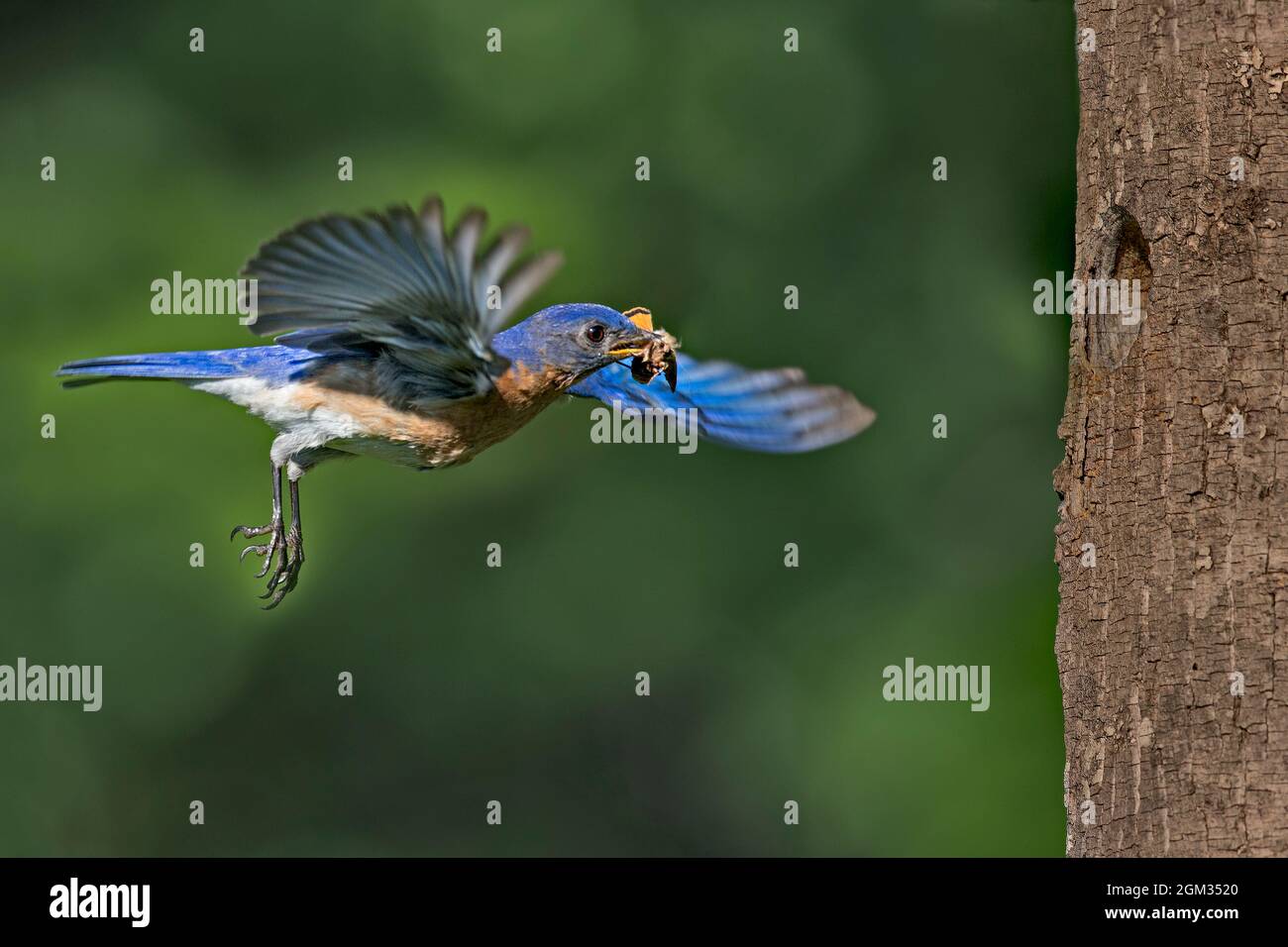 Bluebird orientale maschio (Sialia sialis) con una falena in bocca che vola a nido d'albero contro un verde pulito fuori di fondo di fuoco. Questo Bluebir orientale Foto Stock