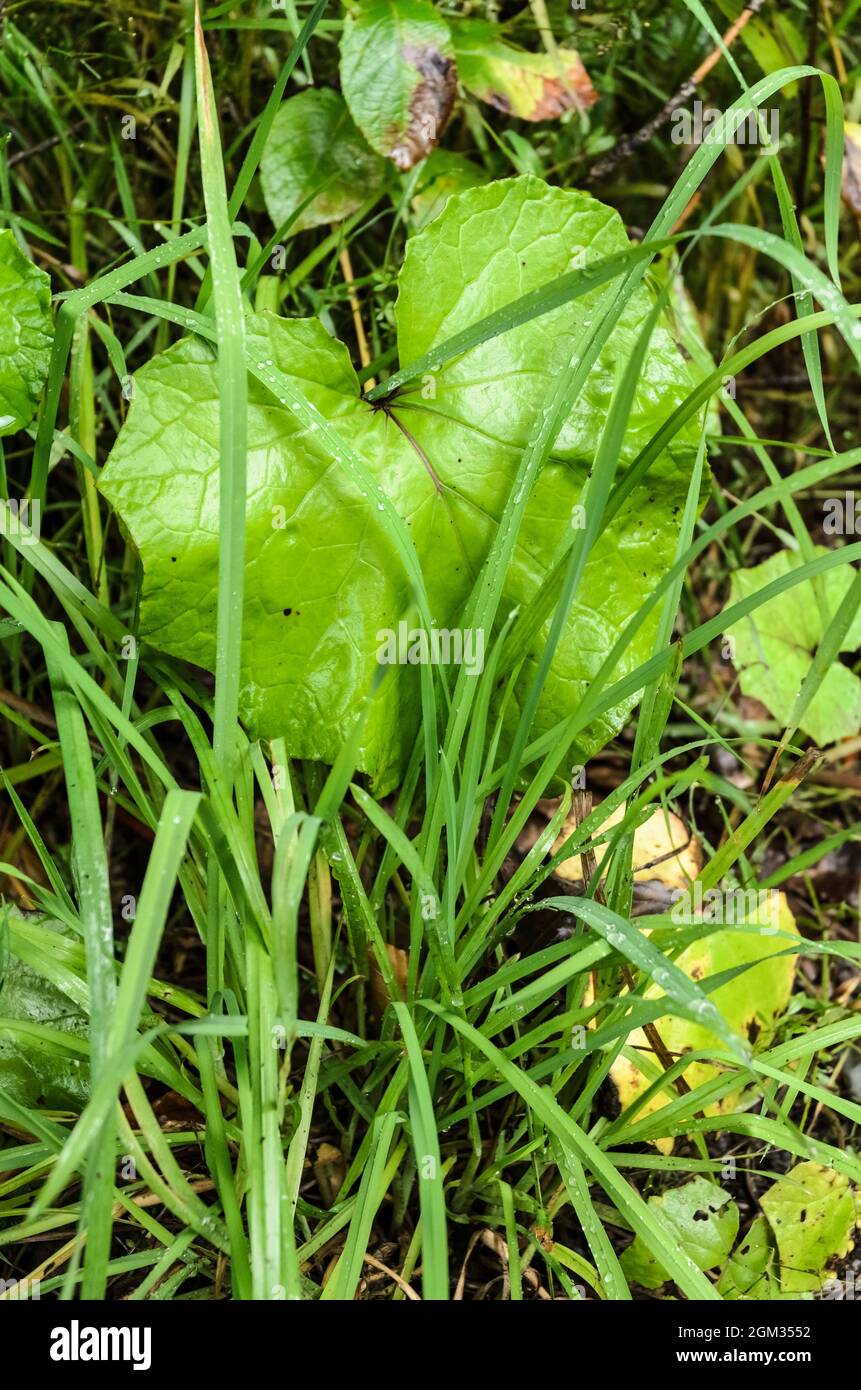 Tussilago farfarfarara, conosciuta come coltsfoot, pianta verde della tribù delle groundsel con grandi foglie larghe che crescono sul terreno forestale in Germania, Europa Foto Stock