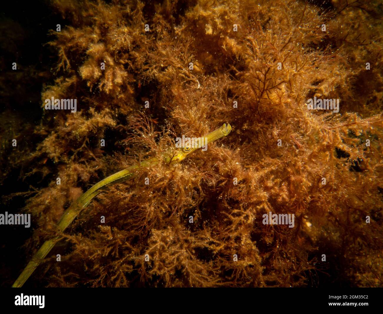 Un'immagine ravvicinata di un pesce pipefish a naso dritto, Nerophis ofidion, tra alghe e pietre. Immagine dal suono, tra Svezia e Danimarca Foto Stock