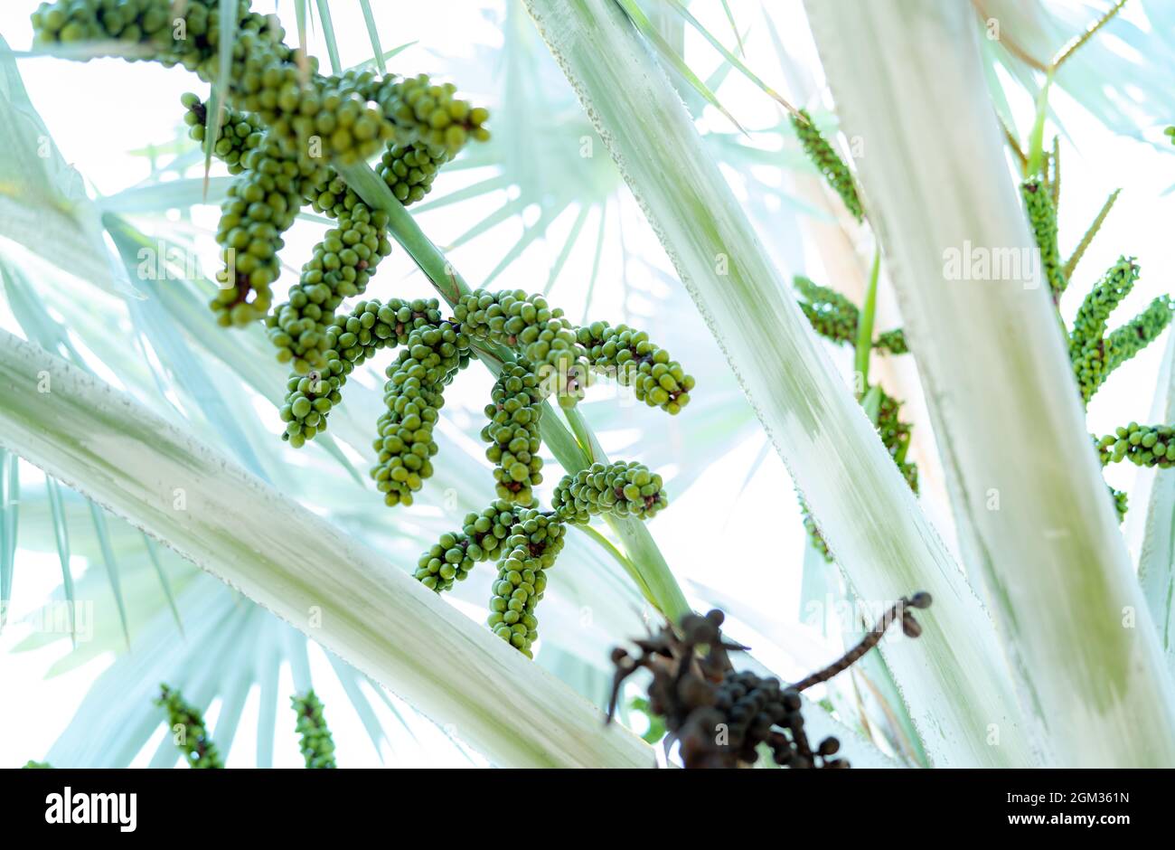 Bismarckia nobilis in giardino. Primo piano frutta fresca verde rotonda di palma di Bismarck. Palma Evergreen. Albero di palma per decorare l'hotel o il giardino del resort. Foto Stock
