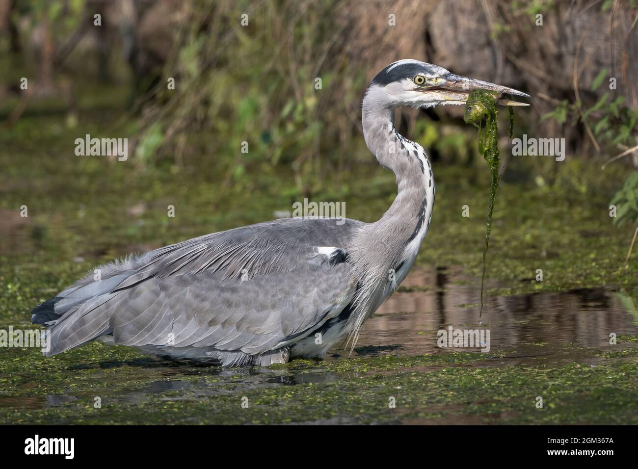 Airone grigio che gode di pesce e alghe pescato da stagno locale Foto Stock