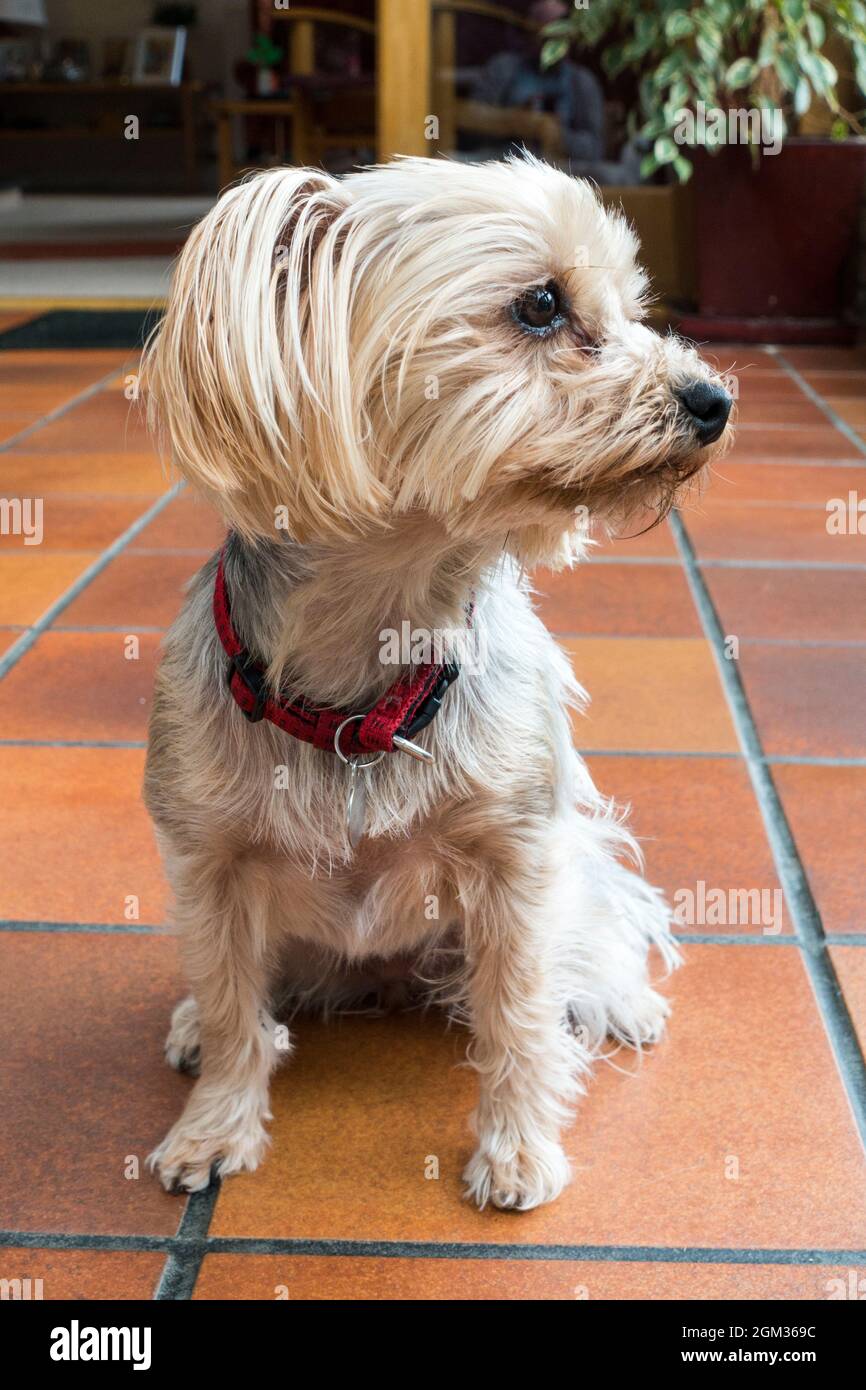 Yorkshire Terrier di tre anni Foto Stock