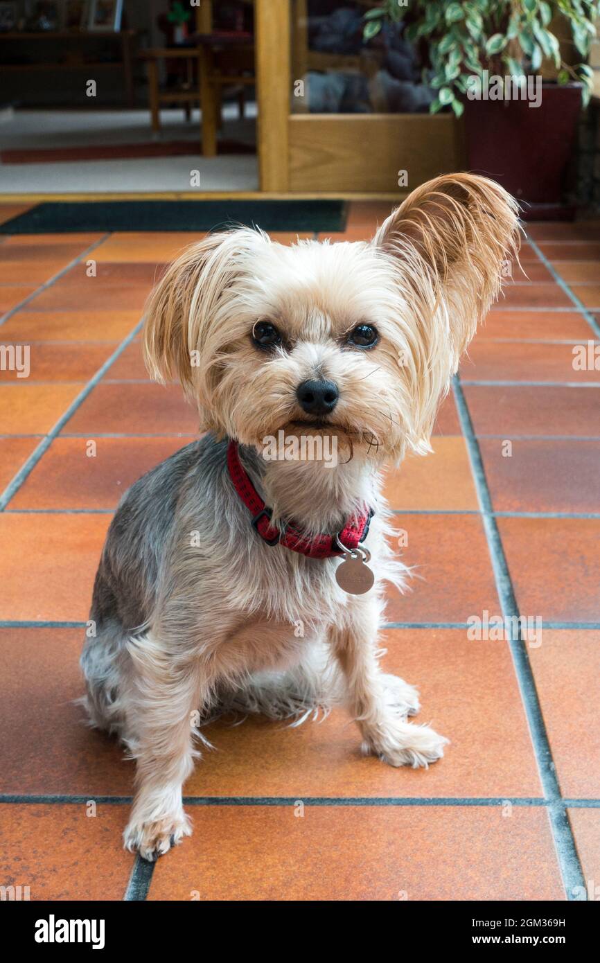 Yorkshire Terrier di tre anni Foto Stock