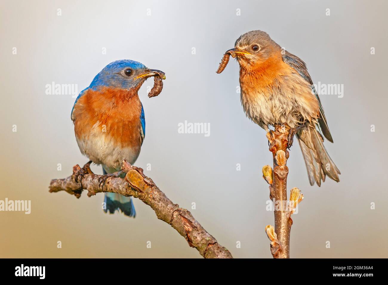 Bluebirds in amore che si nutrono di vermi - Bluebirds orientali maschili e femminili raccolgono insetti per nutrirsi a vicenda. Questa immagine è disponibile anche come un nero AN Foto Stock