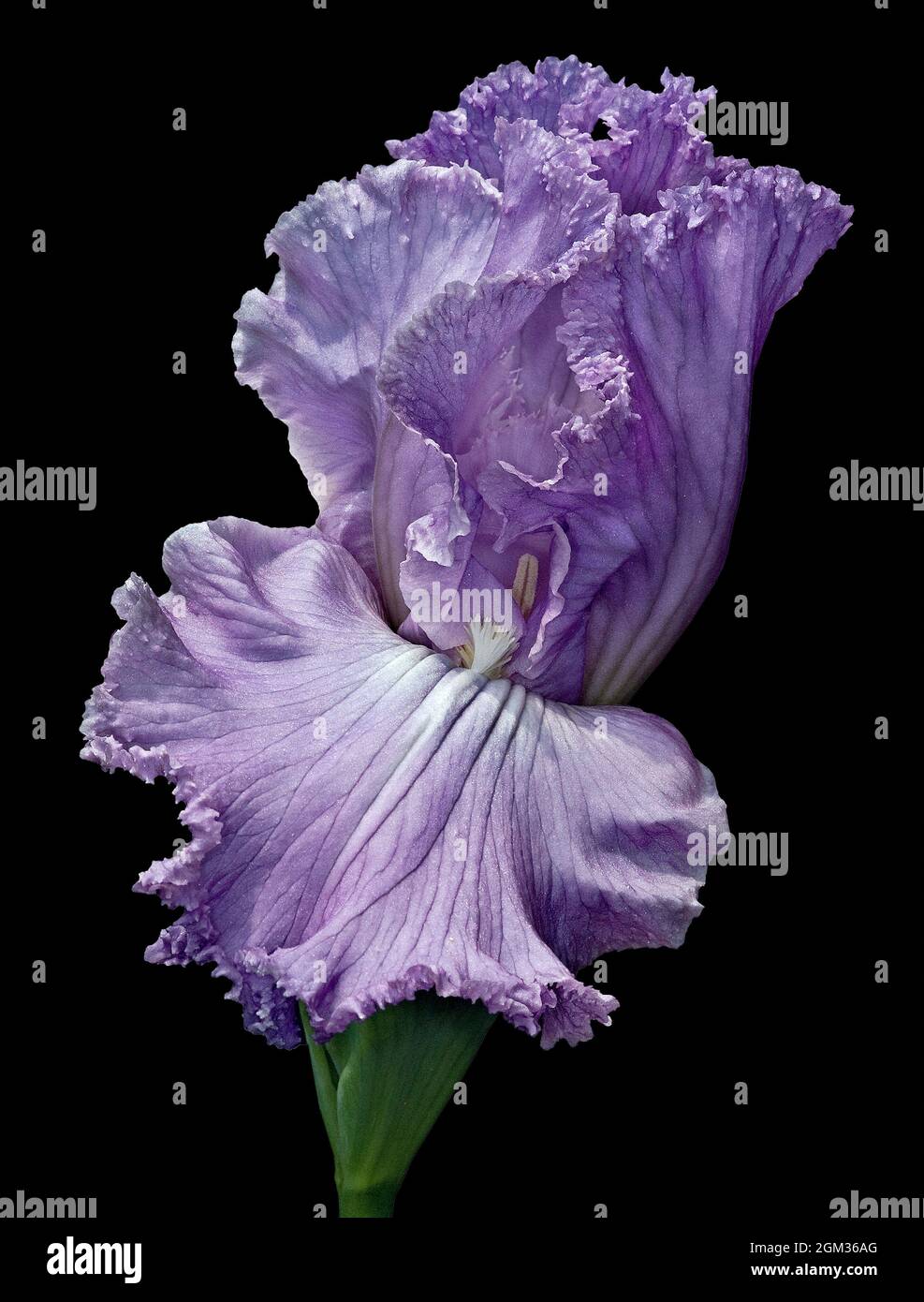 Elegante Lady Iris Flower - singolo grazioso lavanda Bearded Iris flower su sfondo nero. Questa immagine è disponibile sia a colori che in nero Foto Stock