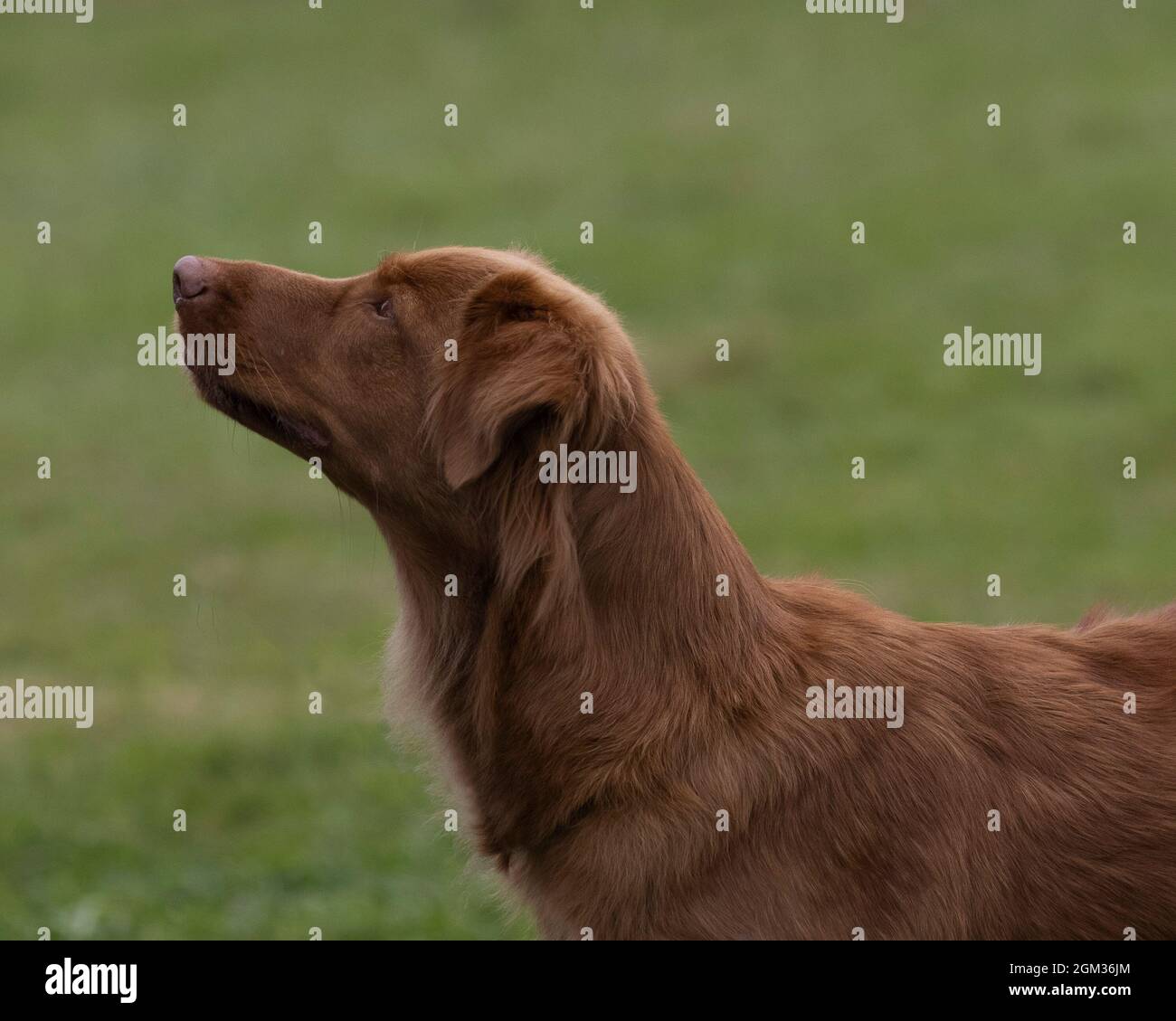 Novas Scootia anatra che si ritrae Foto Stock