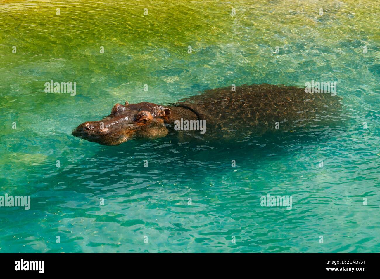 Grande ippopotamo è nuoto nel laghetto Foto Stock