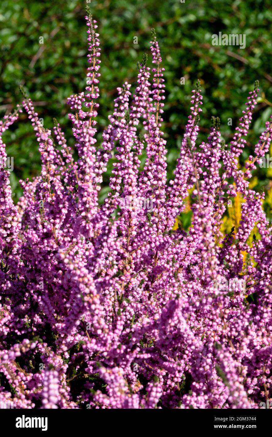 Rosa Calluna vulgaris 'County Wicklow' bella erica comune fiori Foto Stock