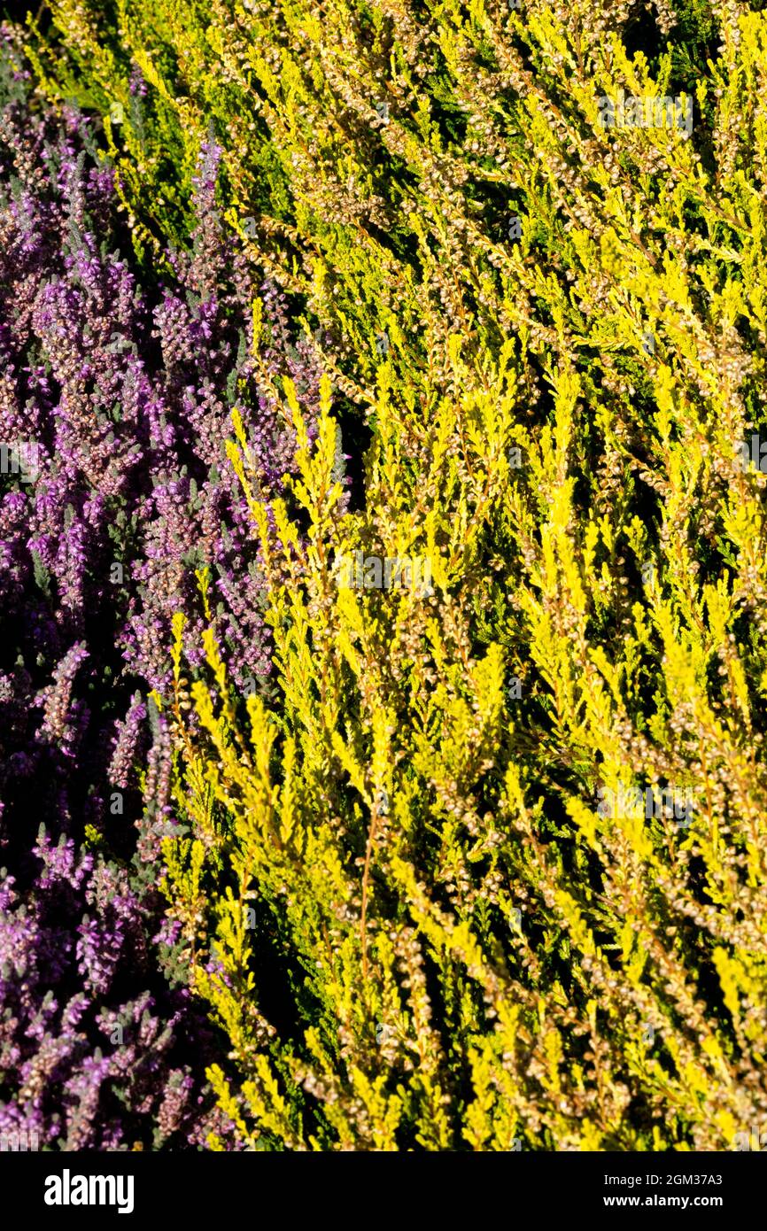 Giardino Heather Calluna Gold Haze Calluna vulgaris fiori, fioritura all'inizio dell'autunno settembre piante ornamentali giallo inizia a fiorire a fine estate Foto Stock