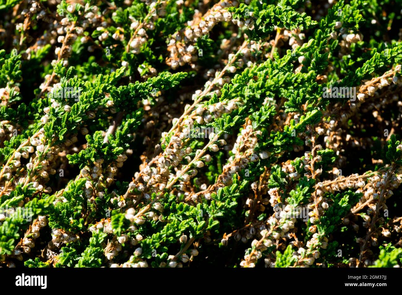 Tappeto di erica verde Calluna vulgaris Alba pumila Foto Stock
