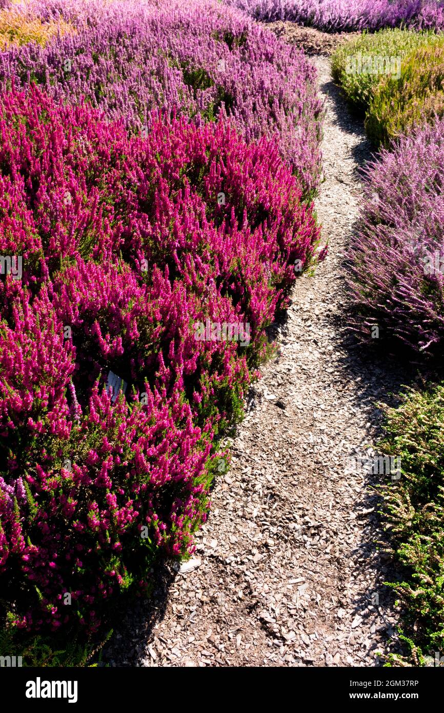 Lo stretto sentiero giardino che conduce tra i colorati Calluna vulgaris Giardino d'autunno confine piante Heather Callunas fiori Foto Stock