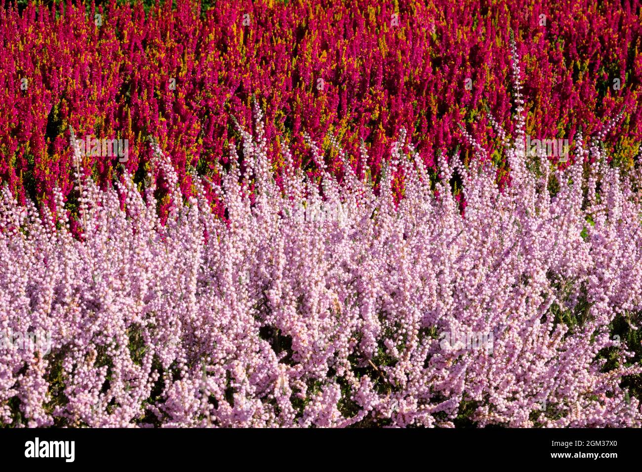 Red Calluna vulgaris 'Yellow Beauty' Rosa Heather Calluna vulgaris 'Elsie Purnell' Ornamental primi fiori d'autunno in giardino Foto Stock