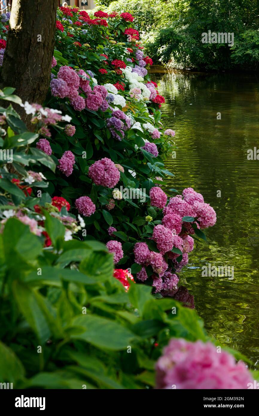 Fioritura di cespugli di hortensia con bellissimi fiori, che crescono su una riva laghetto, con acqua sullo sfondo. Hydrangea macrophilla. Foto Stock