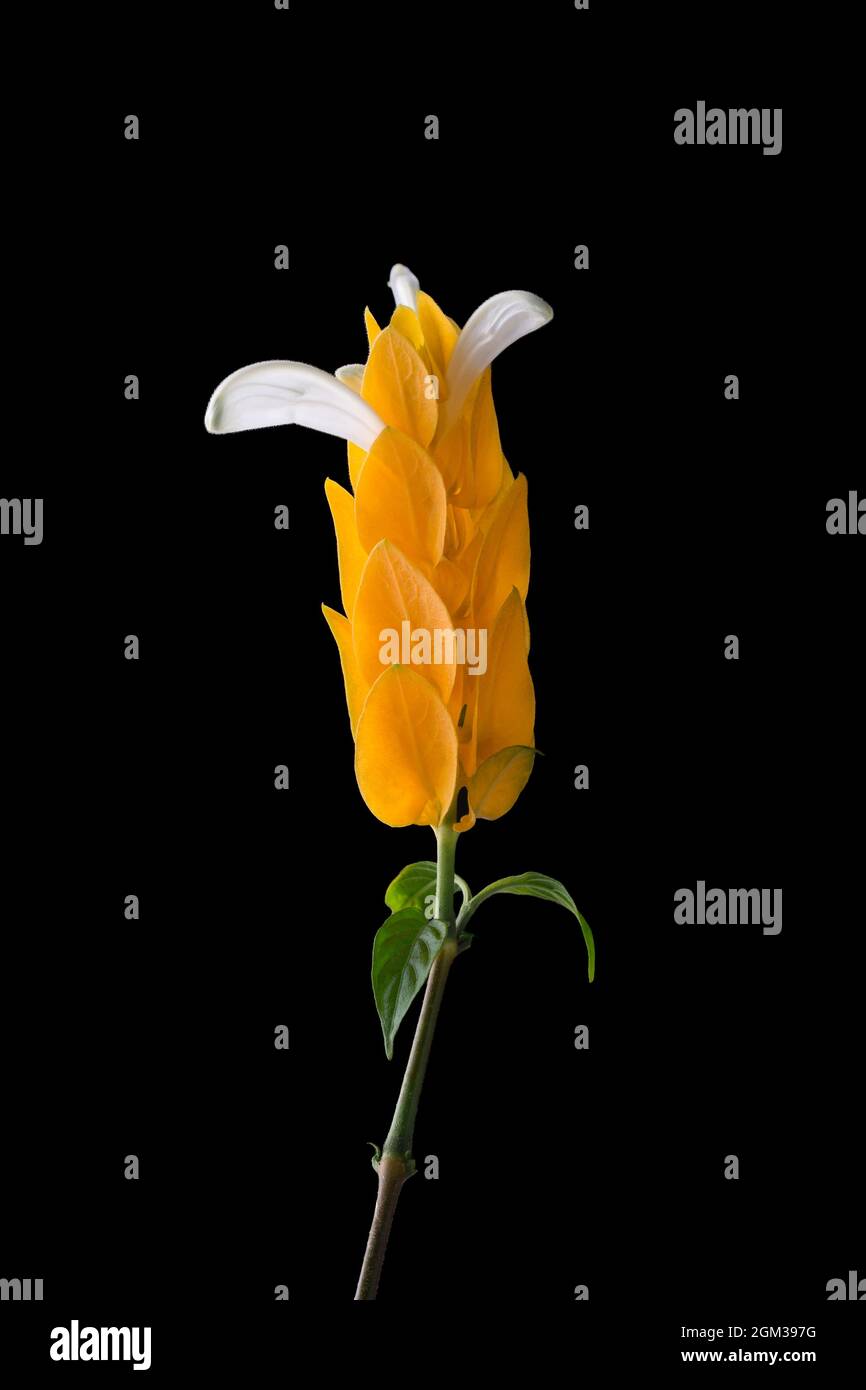 gamberetti d'oro, pachystachys lutea, fiore giallo brillante con ali bianche, noto come candela d'oro o pianta lollypop, isolato su nero Foto Stock