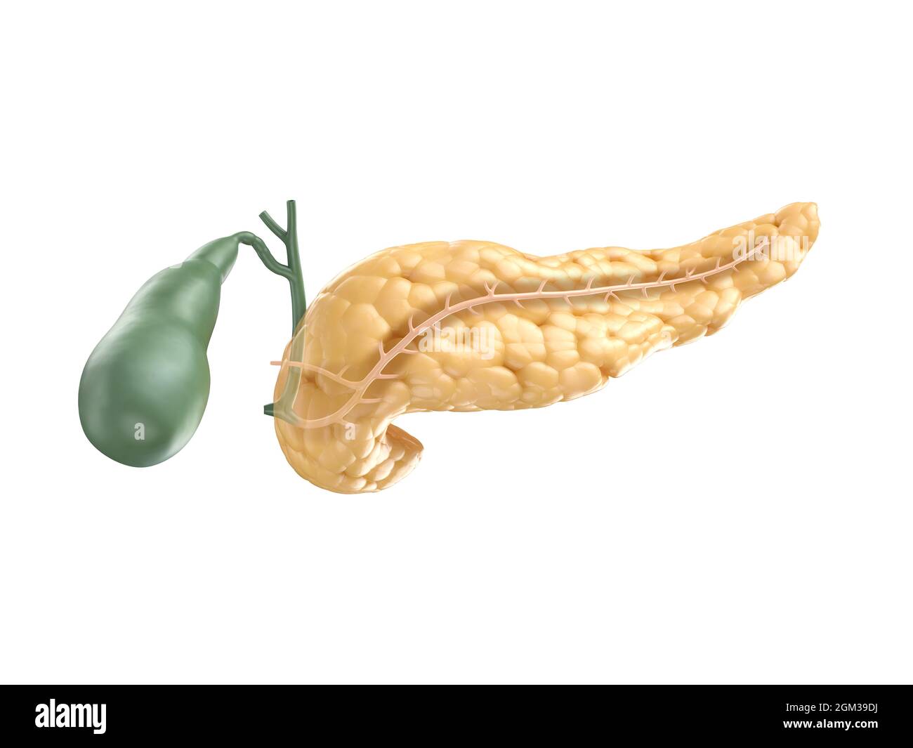Illustrazione anatomicamente accurata del pancreas umano con cistifellea. Tagliare la sezione del pancreas con il dotto pancreatico visibile. rendering 3d Foto Stock