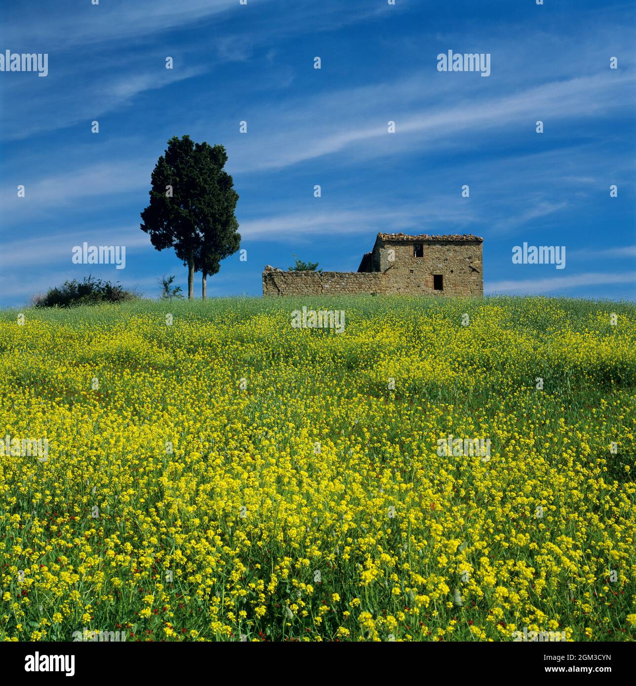 Casale in rovina con cipresso e fiori gialli, vicino Pienza, Toscana, Italia, Europa Foto Stock