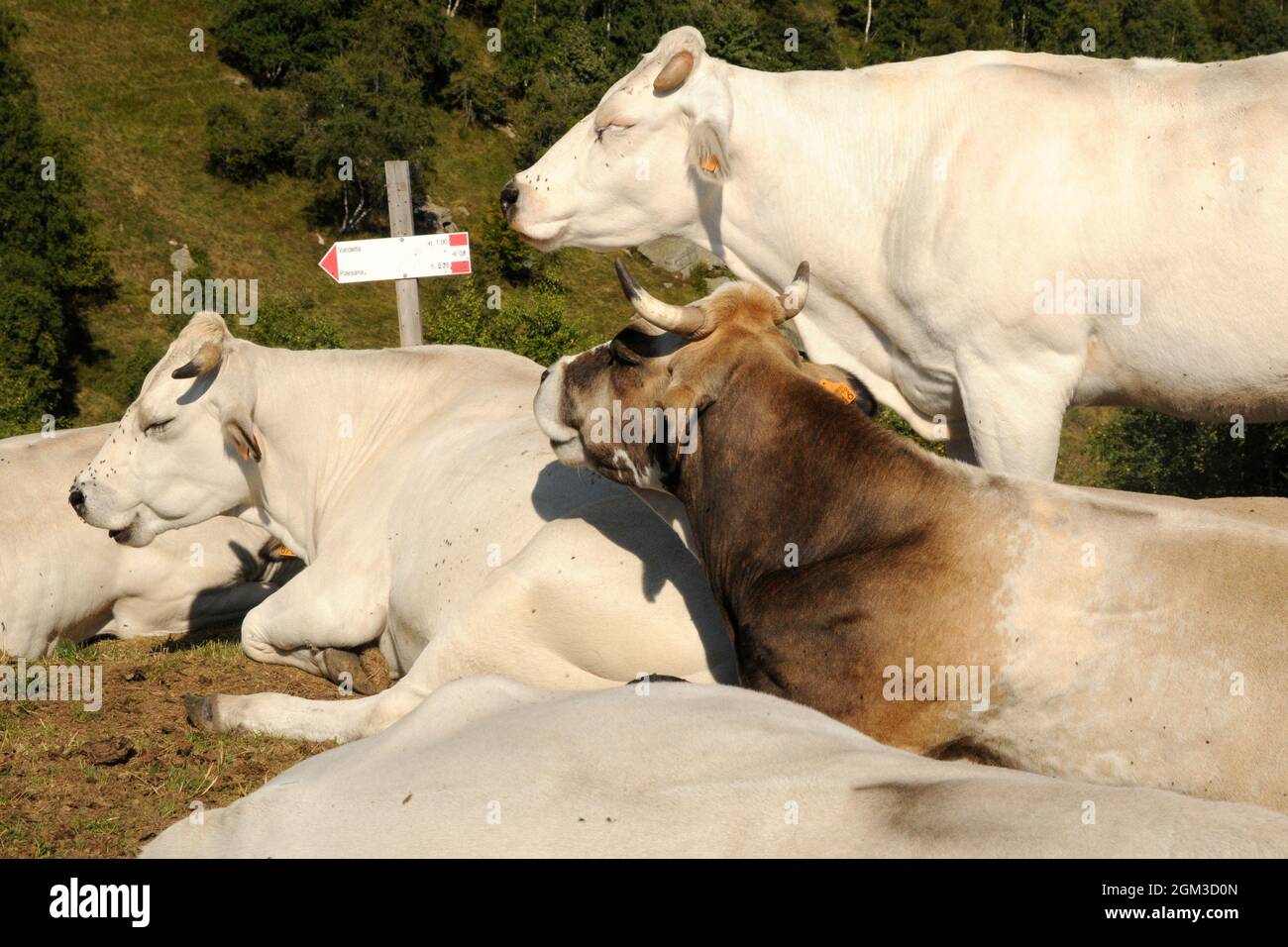 Mucche che si riposano dopo il pascolo e ruminano in valle po, Piemonte, nei prati sopra Ostana Foto Stock