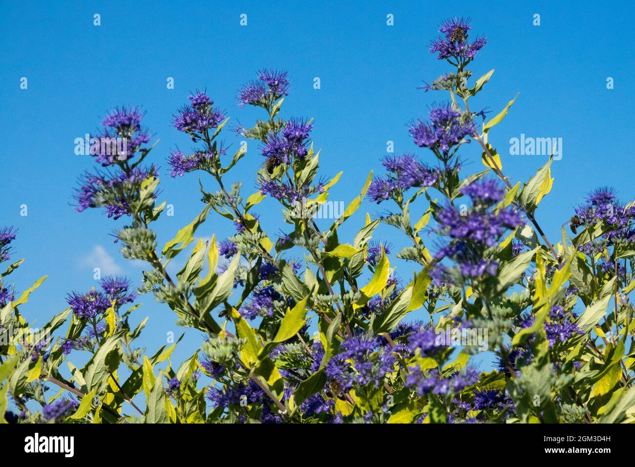 Caryopteris x clandonensis "Worcester Gold" Foto Stock