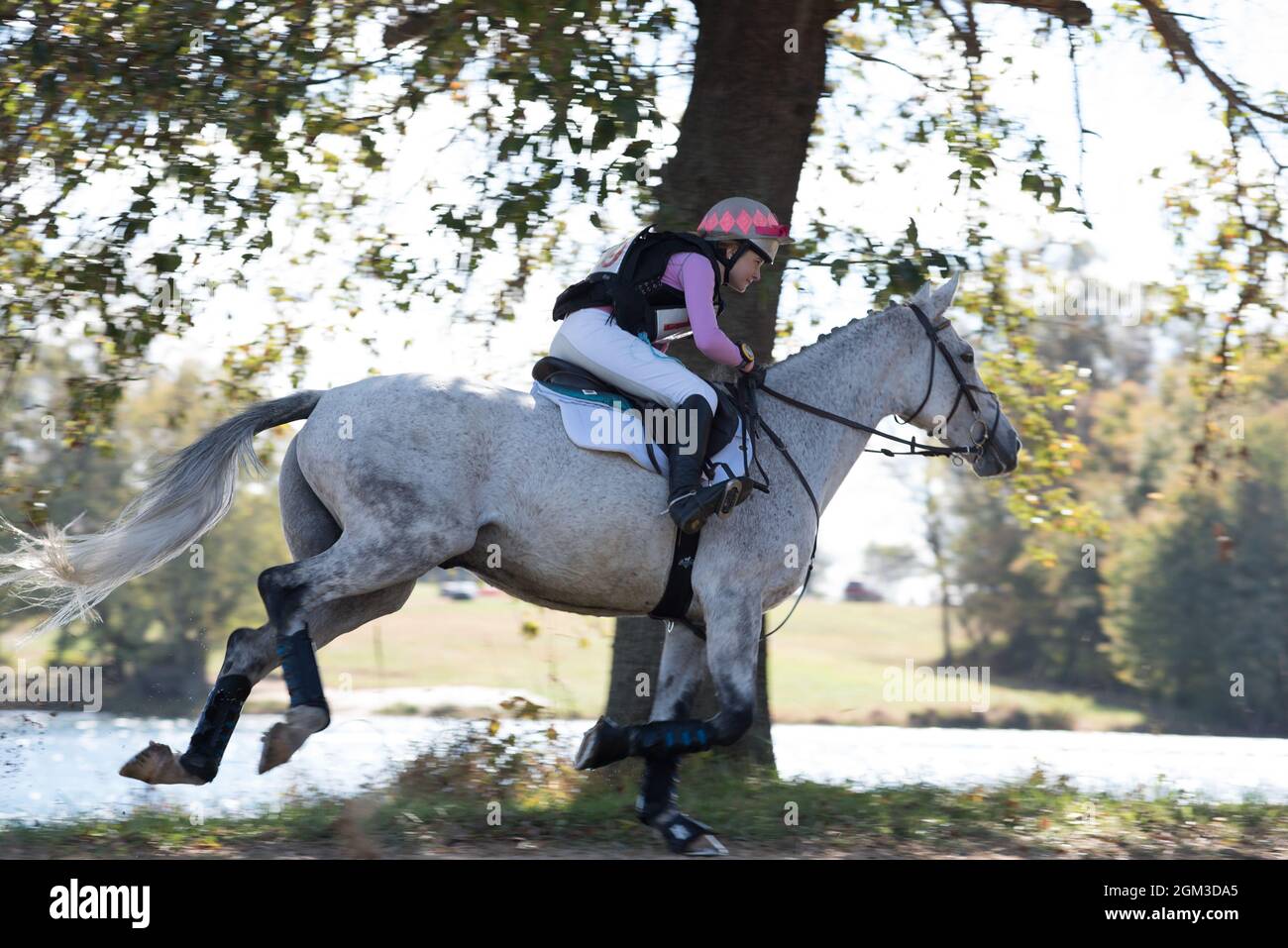 Foto del concorso equestre, tra cui il cavallotto per cacciatori e il cavallo da fondo piloti Foto Stock