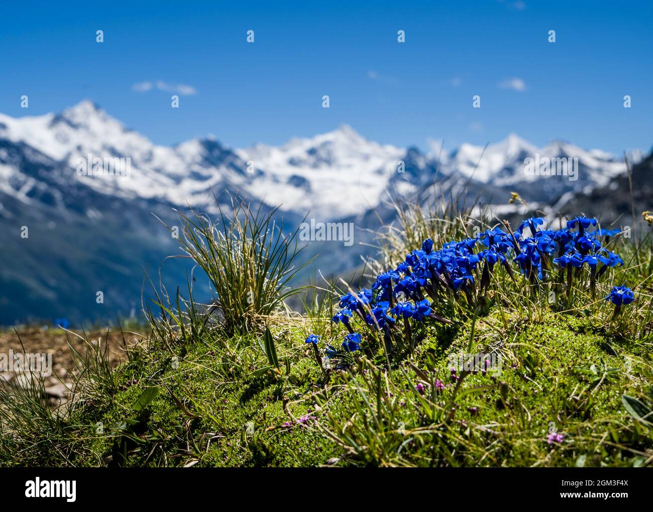 Un grappolo di fiori genziani blu alpini raffigurati su sfondo montano nelle Alpi d'estate. Vallese, Val d'Anniviers, Grimentz, Svizzera Foto Stock