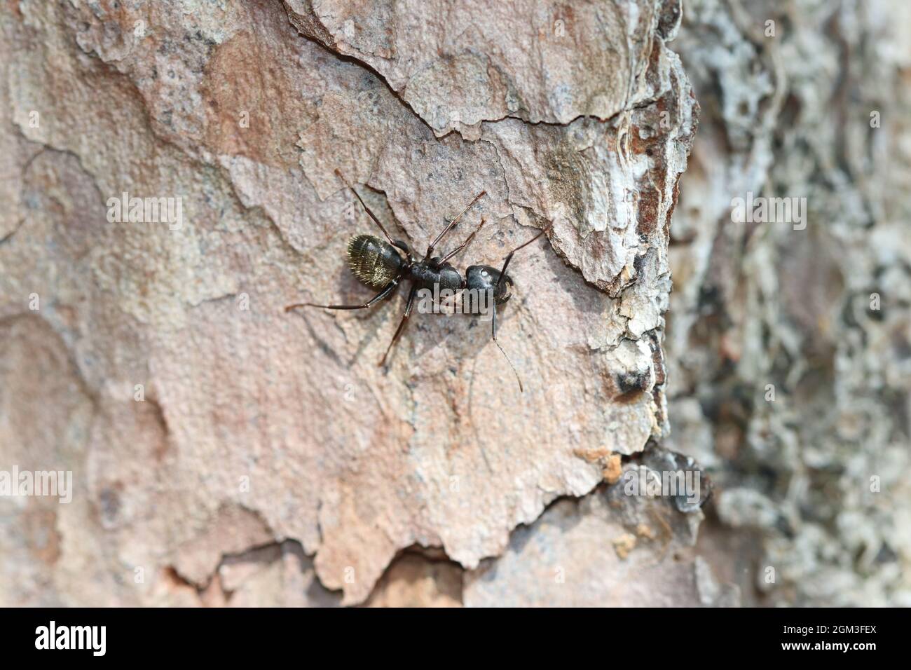 Un falegname nero sale sulla corteccia di un albero. Foto Stock