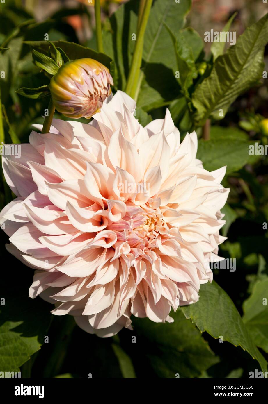 Grande fiore di Dahlia color pastello Foto Stock