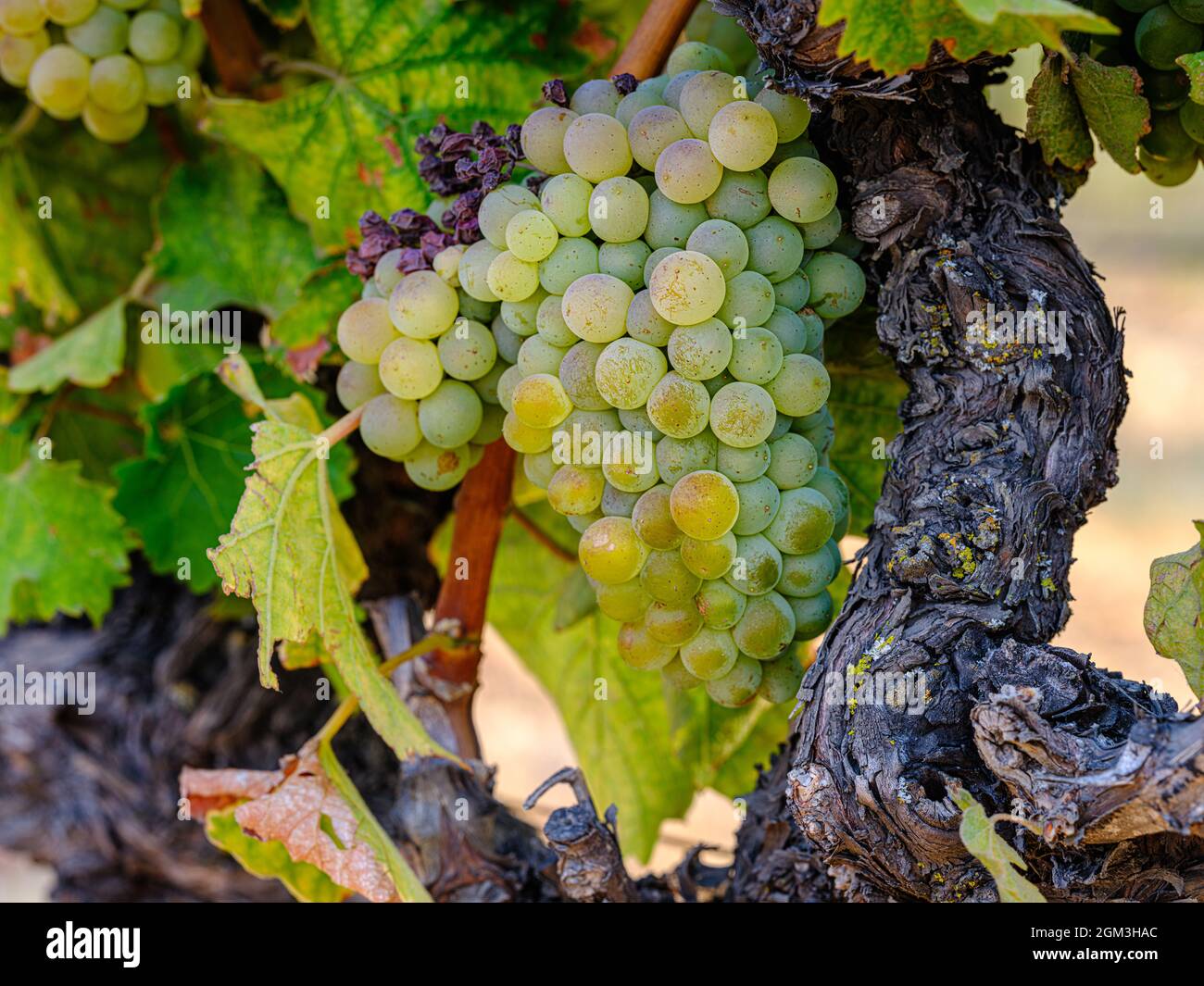 Un mazzo di uve bianche sulla vite pronta per Harvest.Napa Valley California Foto Stock