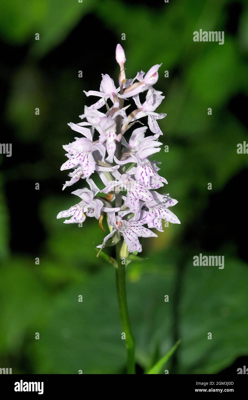 Orchid spotted comune, Fuchs’ Knabenkraut, Dactylorhiza fuchsii, erdei ujjaskosbor, Estonia, Europa Foto Stock