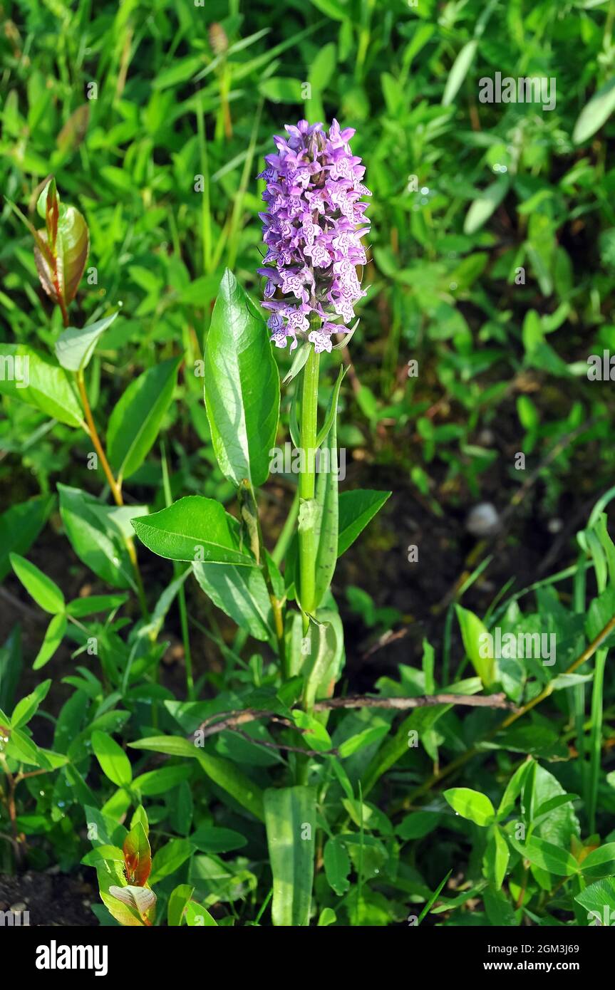 Orchid spotted comune, Fuchs’ Knabenkraut, Dactylorhiza fuchsii, erdei ujjaskosbor, Estonia, Europa Foto Stock