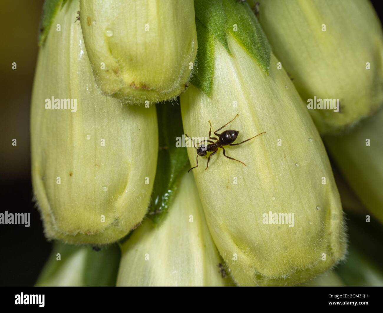 Black Garden ANT su Foxglove Flower Foto Stock