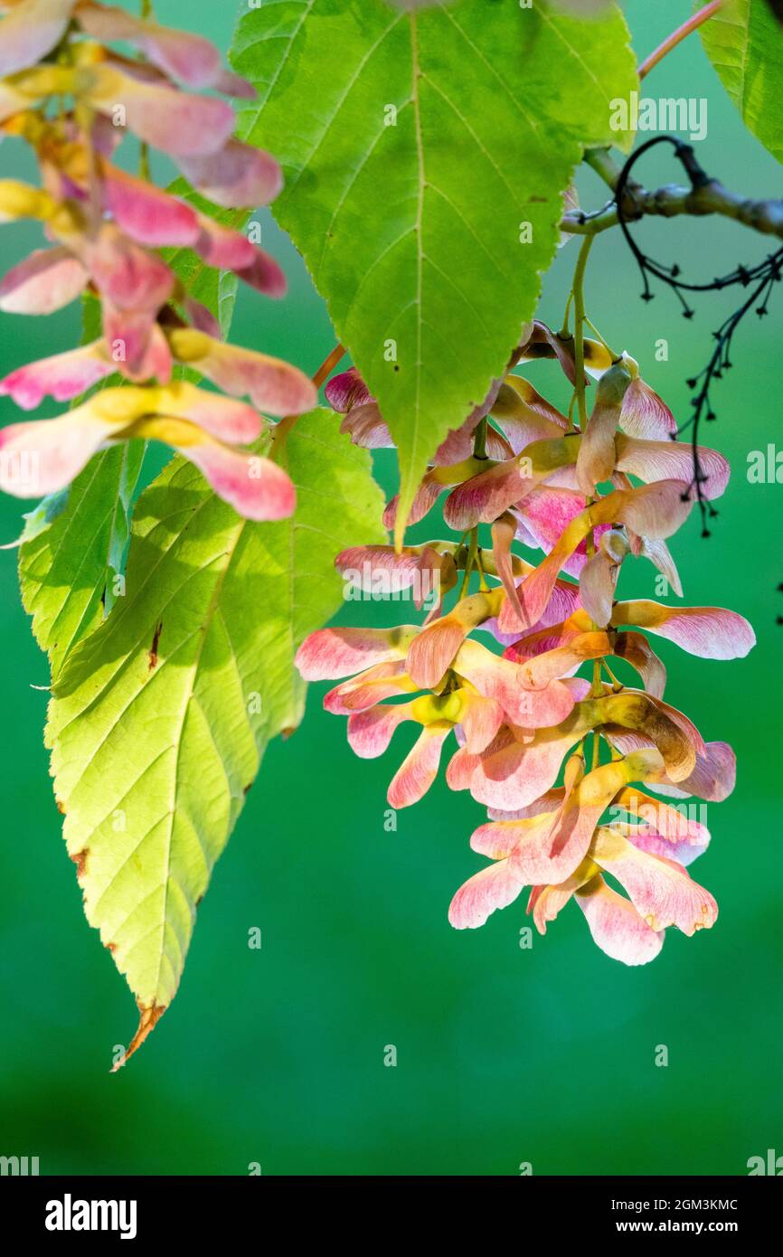 Appendere i semi di acero, Samara, semi di alberi, autunno, maturo, Acer, frutta Foto Stock