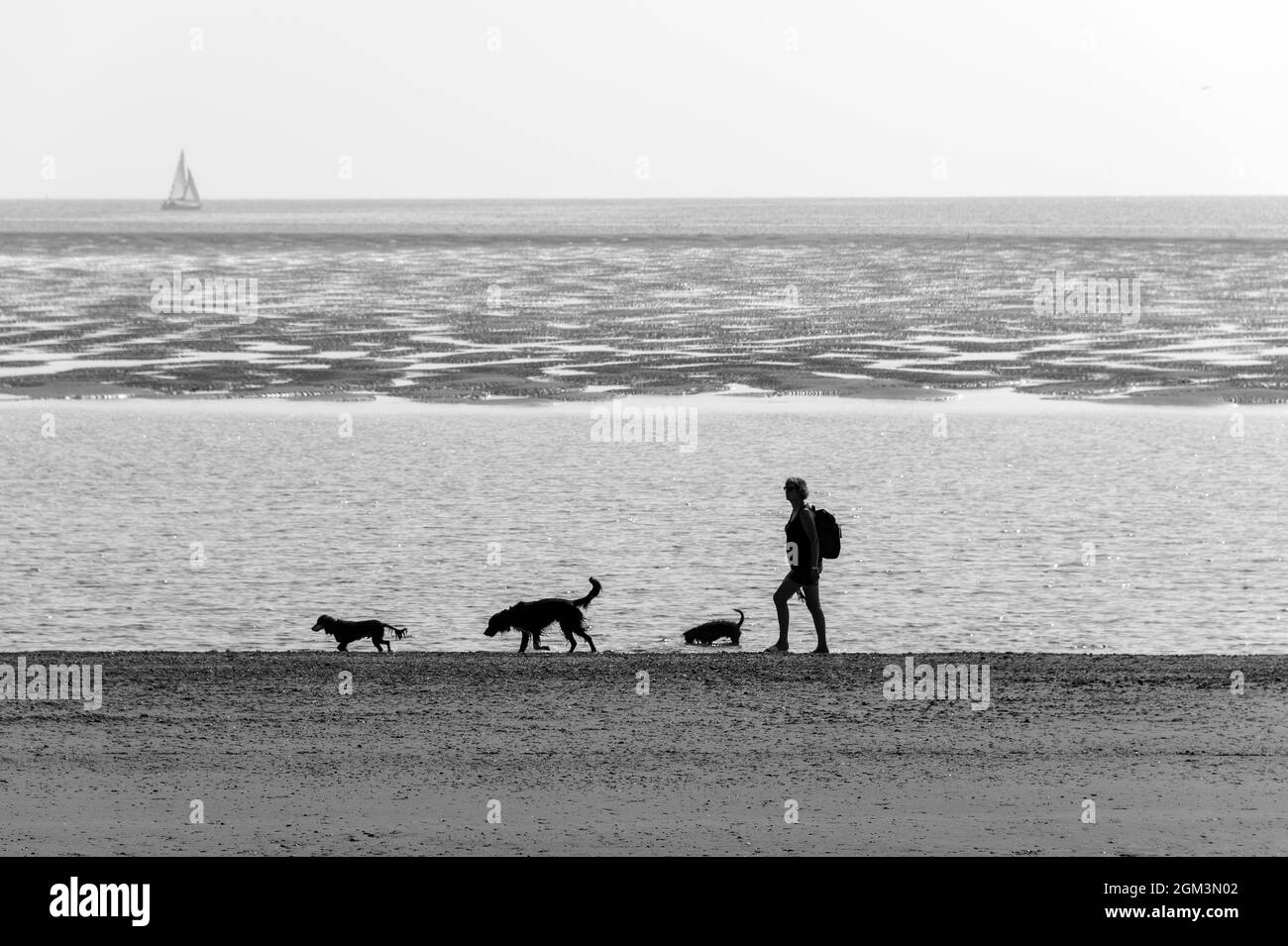 Silhoutte di una donna che cammina lungo la costa a piedi i suoi tre cani sulla spiaggia. Foto Stock