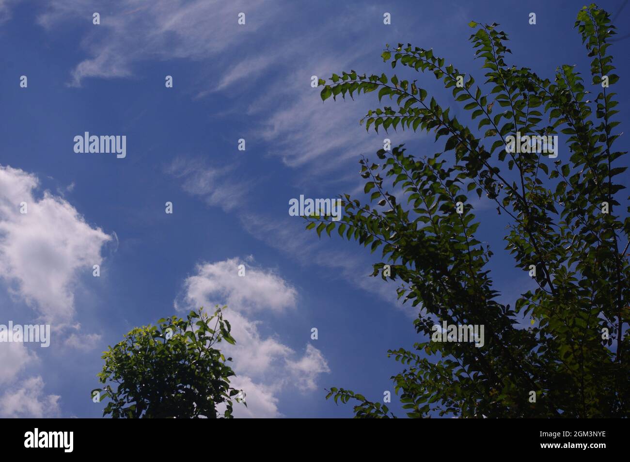guardando su albero oscillando nel cielo blu estate e le nuvole di altocumuli Foto Stock