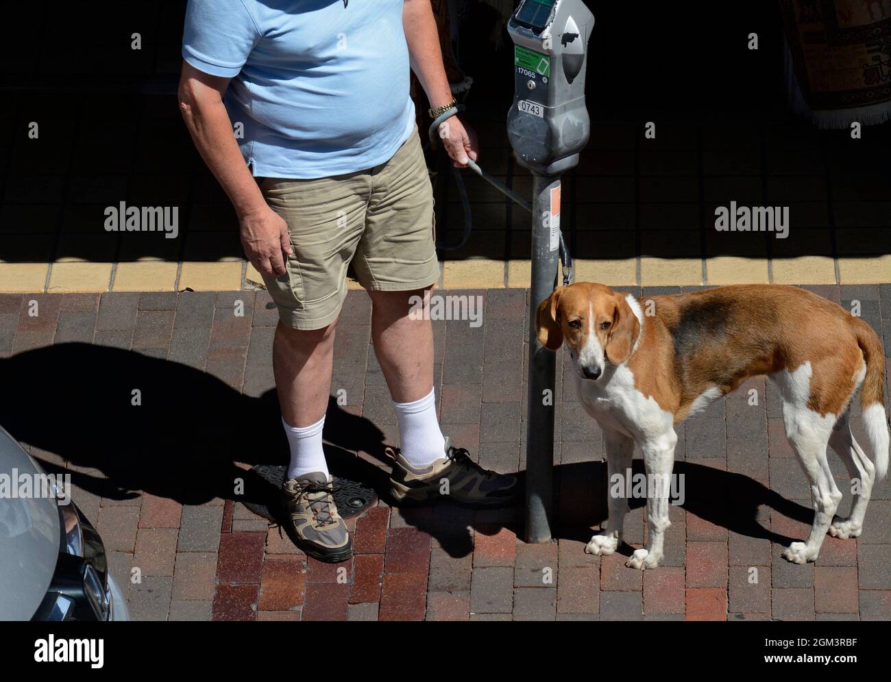Un uomo che viaggia con il suo cane mette soldi in un parcheggio a Santa Fe, New Mexico. Foto Stock