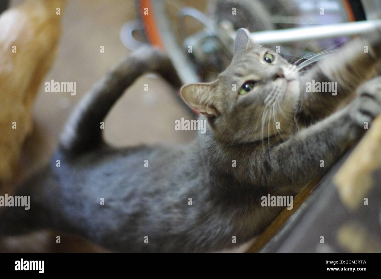 Un gatto femmina dai capelli grigi è in piedi sulla punta e stretching Foto Stock