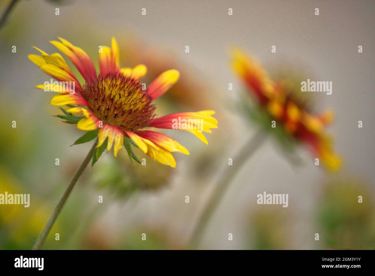 Bellissimi fiori rossi e gialli Foto Stock