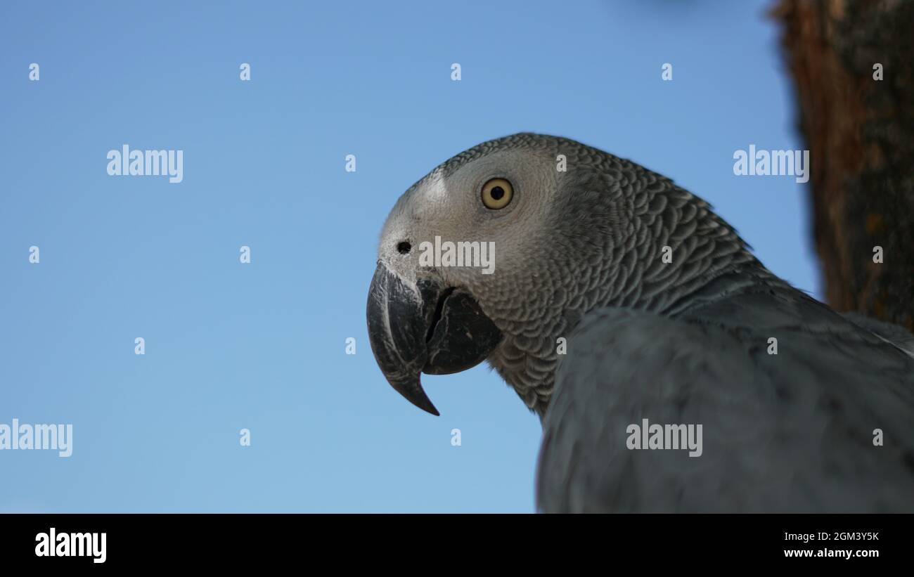 Pappagallo grigio contro il cielo Foto Stock